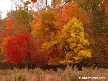 Fall in Tellico Plains TN