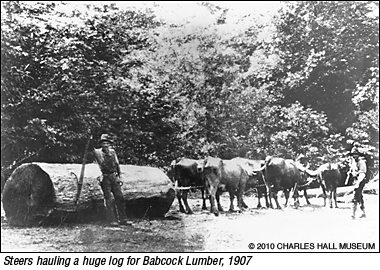 Steers hauling log for Babcock Lumber in 1904