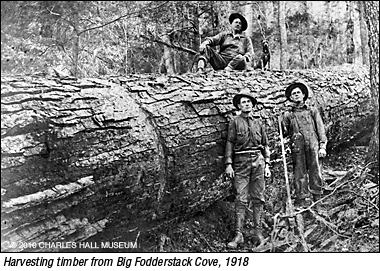 Harvesting timber from Big Fodderstack Cove in 1918